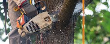  Key Vista, FL Tree Removal Pros