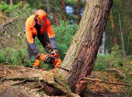 Tree and Shrub Care in Key Vista, FL