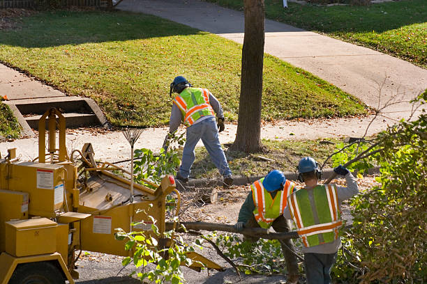 Reliable Key Vista, FL Tree Removal Solutions