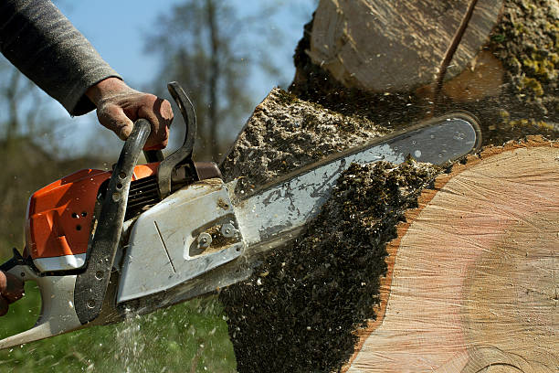 How Our Tree Care Process Works  in  Key Vista, FL